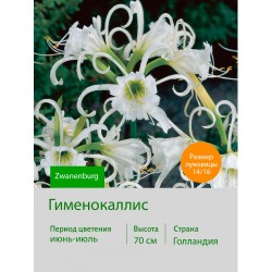 Исмена festalis