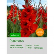 Гладиолус Advance