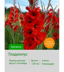 Гладиолус Advance
