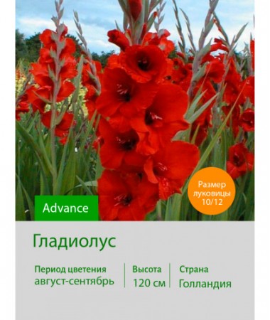 Гладиолус Advance