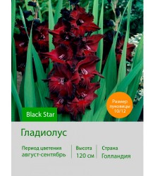 Гладиолус Black Star
