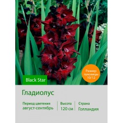 Гладиолус Black Star