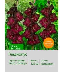 Гладиолус Black Surprise