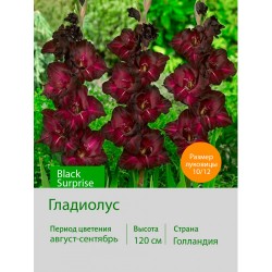Гладиолус Black Surprise