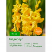 Гладиолус Bra Val