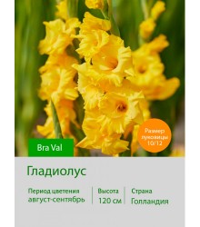 Гладиолус Bra Val