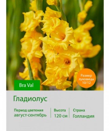 Гладиолус Bra Val