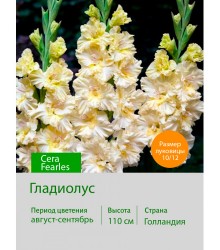 Гладиолус Cera Fearless