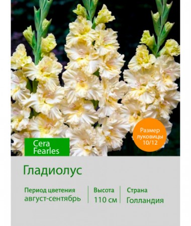 Гладиолус Cera Fearless