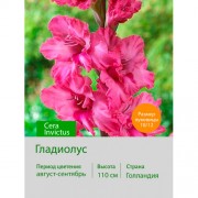 Гладиолус Cera Invictus Гладиолус Cera Invictus