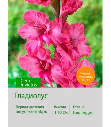 Гладиолус Cera Invictus