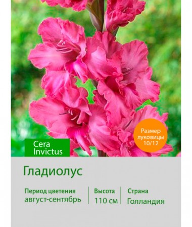 Гладиолус Cera Invictus