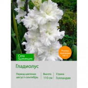 Гладиолус Cera Summum