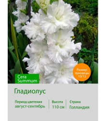 Гладиолус Cera Summum