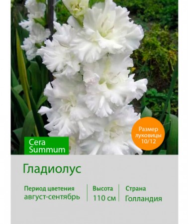 Гладиолус Cera Summum