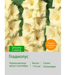 Гладиолус Dreamy Creamy