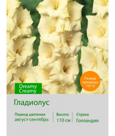 Гладиолус Dreamy Creamy