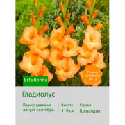 Гладиолус Esta Bonita