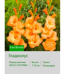Гладиолус Esta Bonita
