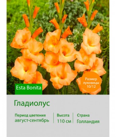 Гладиолус Esta Bonita