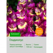 Гладиолус Extravert