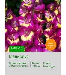 Гладиолус Extravert