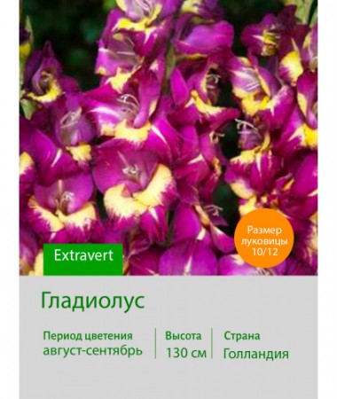 Гладиолус Extravert