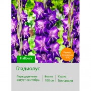 Гладиолус Hallowy