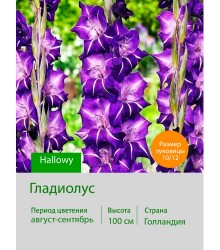Гладиолус Hallowy