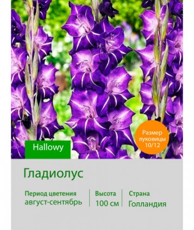 Гладиолус Hallowy