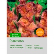 Гладиолус Indian Summer