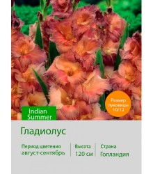 Гладиолус Indian Summer