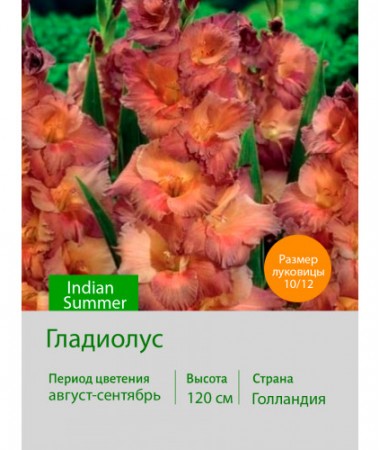 Гладиолус Indian Summer