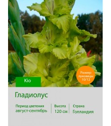 Гладиолус Kio