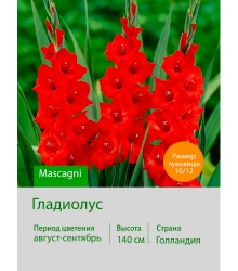 Гладиолус Mascagni