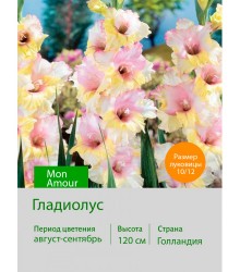 Гладиолус Mon Amour