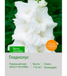 Гладиолус Nova Zembla