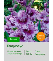 Гладиолус Passos