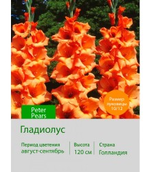 Гладиолус Peter Pears