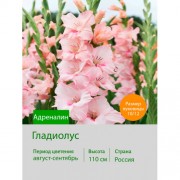 Гладиолус Адреналин