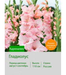 Гладиолус Адреналин