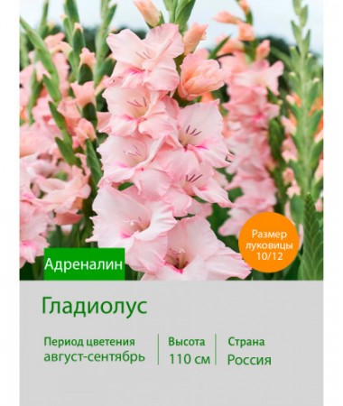 Гладиолус Адреналин