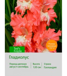 Гладиолус Ted's Frizzle