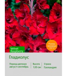 Гладиолус Velvet Raspberry