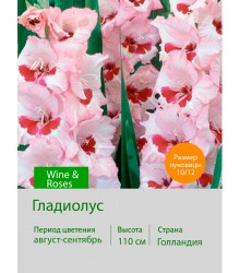 Гладиолус Wine & Roses