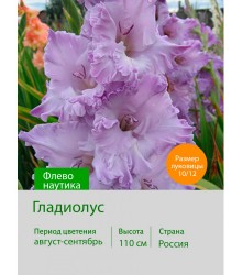 Гладиолус Флево наутика
