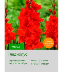 Гладиолус Магма