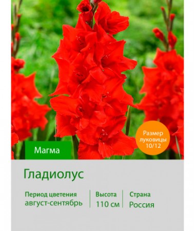 Гладиолус Магма