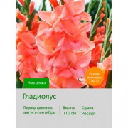Гладиолус Нюь релиз