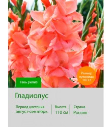 Гладиолус Нюь релиз